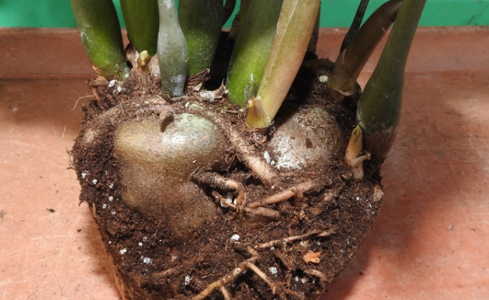 金錢樹塊莖繁殖