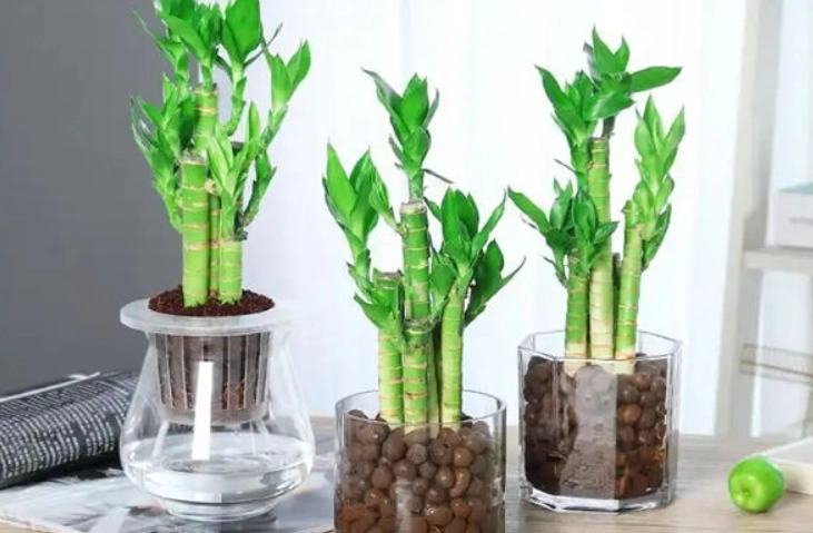 富贵竹叶子变黄 富贵竹叶子变黄