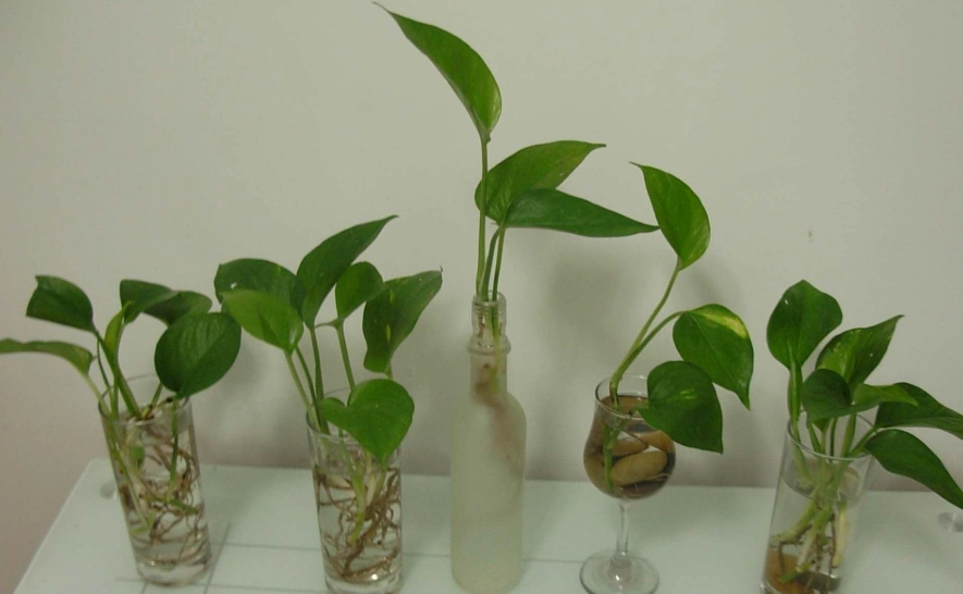 黃金葛水耕根部發黑