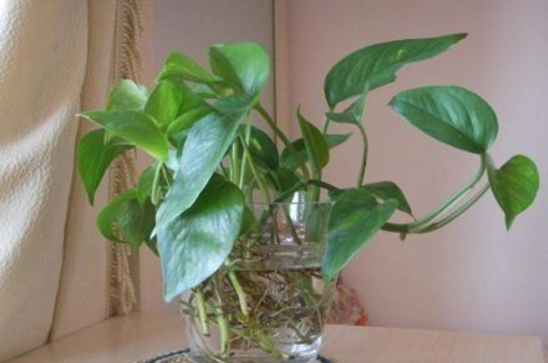 水耕植物根部變黑