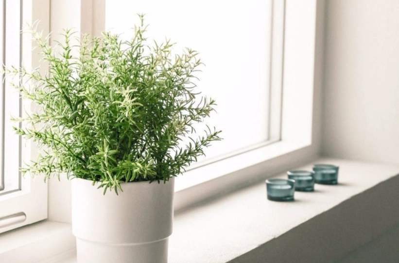 植物葉子下垂原因