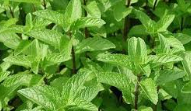 薄荷過度生長處理