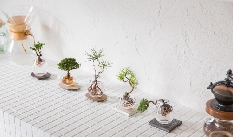 水培樹優點 水培樹優點