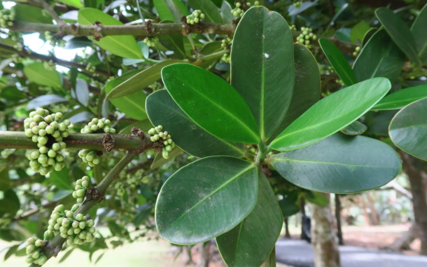 菲島福木種植方法