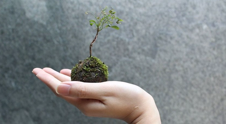 苔球虫害防治 苔球虫害防治