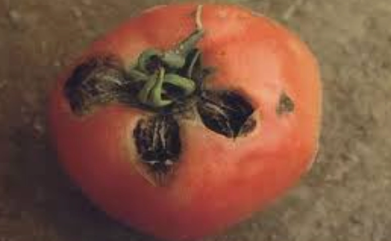 番茄變黑原因 番茄變黑原因