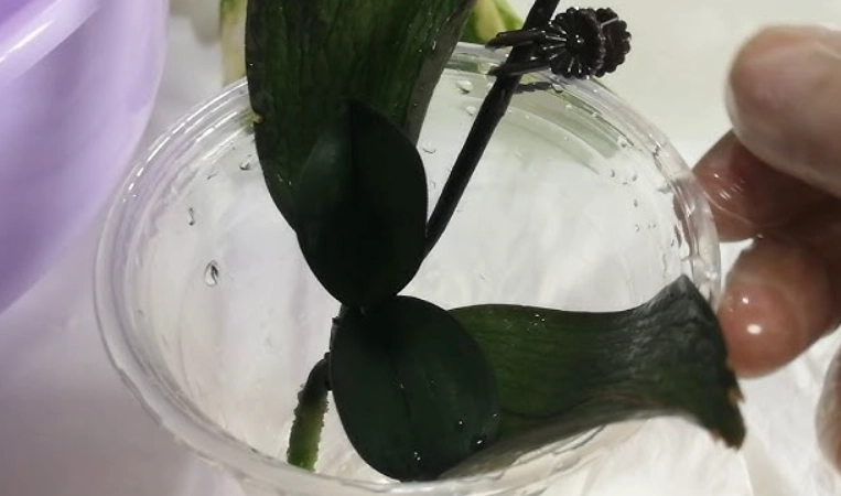 蘭花葉子皺皺原因 蘭花葉子皺皺原因