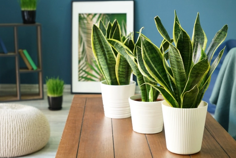 室內植物推薦 室內植物推薦