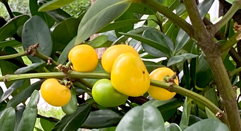 福木果實可以吃嗎