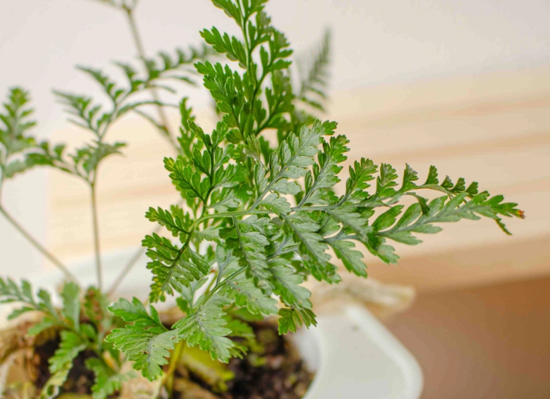 兔腳蕨植物特色 兔腳蕨植物特色