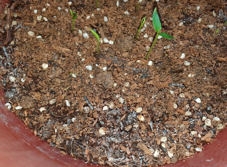 防止盆栽土發霉