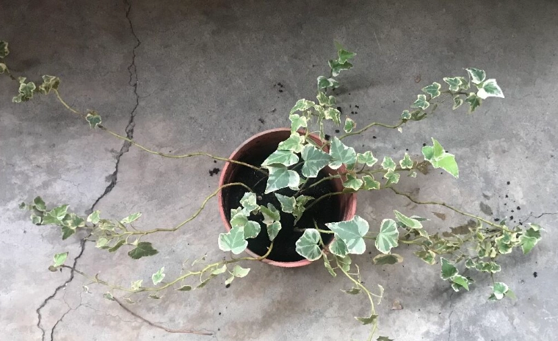 常春藤病害 常春藤病害