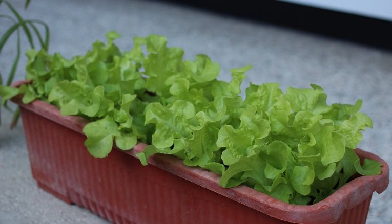 花盆種菜安全性