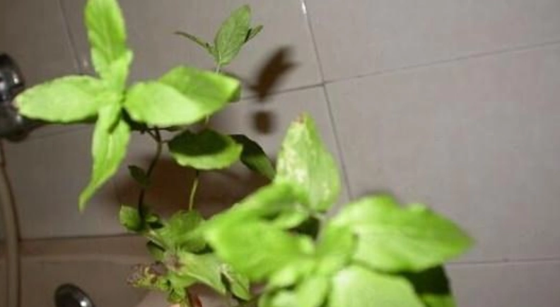 薄荷如何剪枝 薄荷如何剪枝