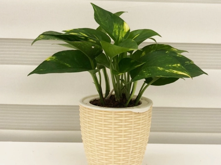 窗邊植物推薦 窗邊植物推薦