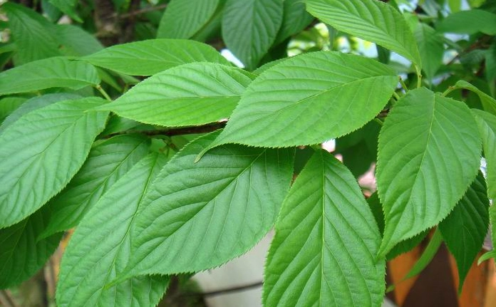 櫻花葉子下垂原因