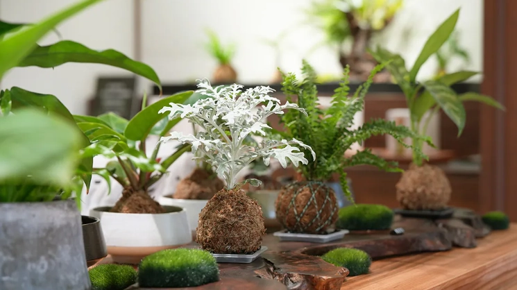 植物澆水方法 植物澆水方法