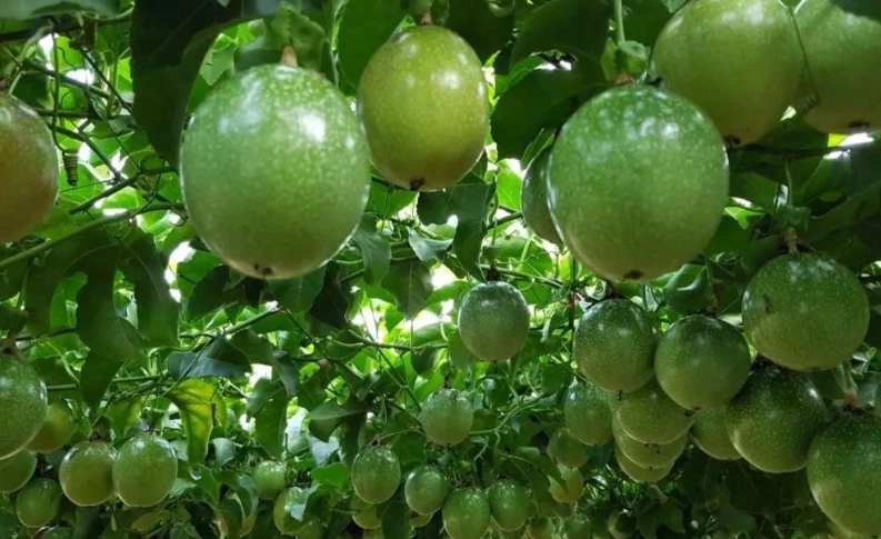 百香果種類 百香果種類