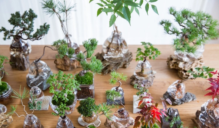 水培樹優點 水培樹優點