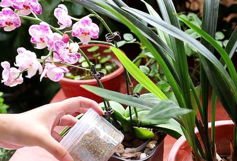 蘭花養護技巧