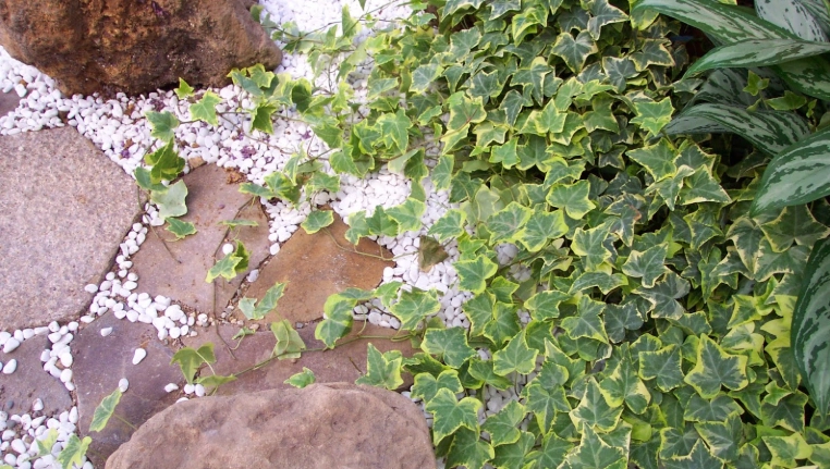 长春藤修剪方法 长春藤修剪方法