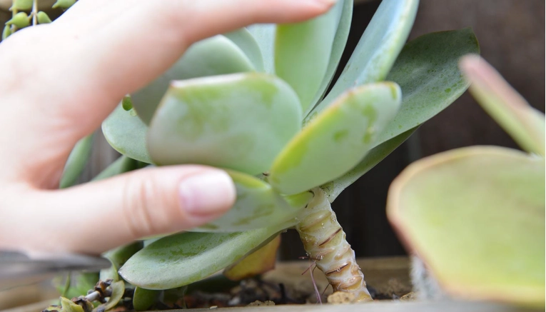 多肉葉片軟化原因 多肉葉片軟化原因