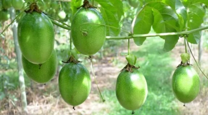 台灣百香果栽培 台灣百香果栽培