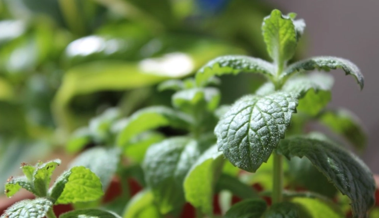 薄荷照顧方法 薄荷照顧方法