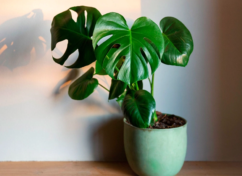 室內植物養護 室內植物養護