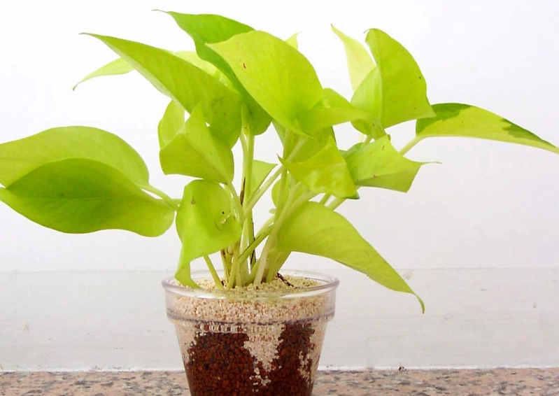 適合室內的植物 適合室內的植物