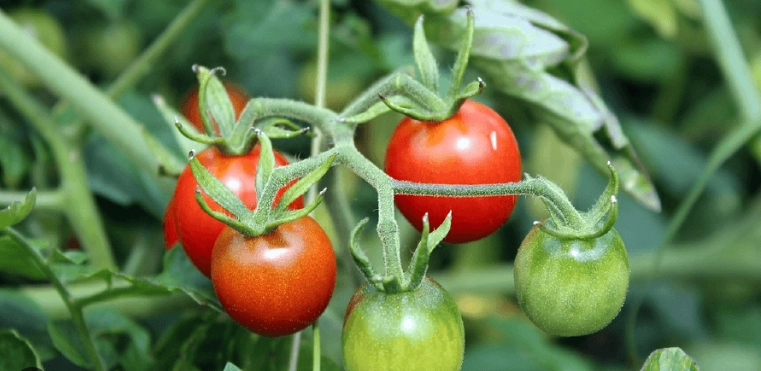 番茄收成技巧