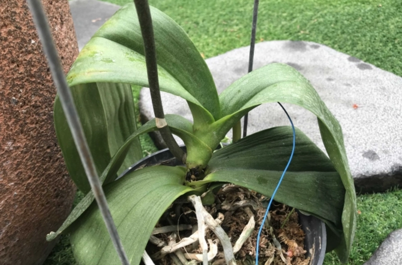 蘭花葉子皺皺 蘭花葉子皺皺