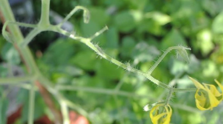 番茄授粉最佳時間