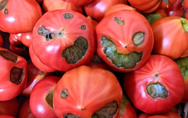 番茄保存方法 番茄保存方法