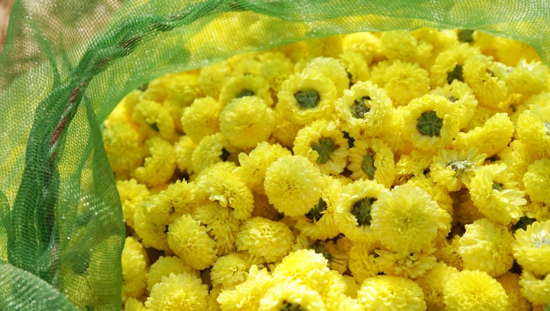 杭黃菊好處 杭黃菊好處