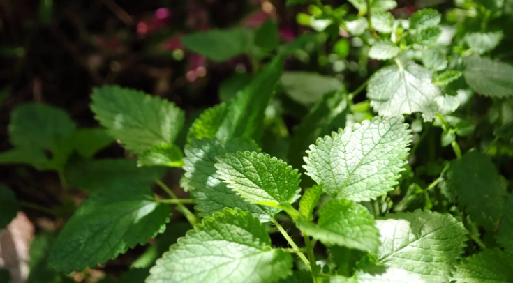薄荷養護常見問題 薄荷養護常見問題