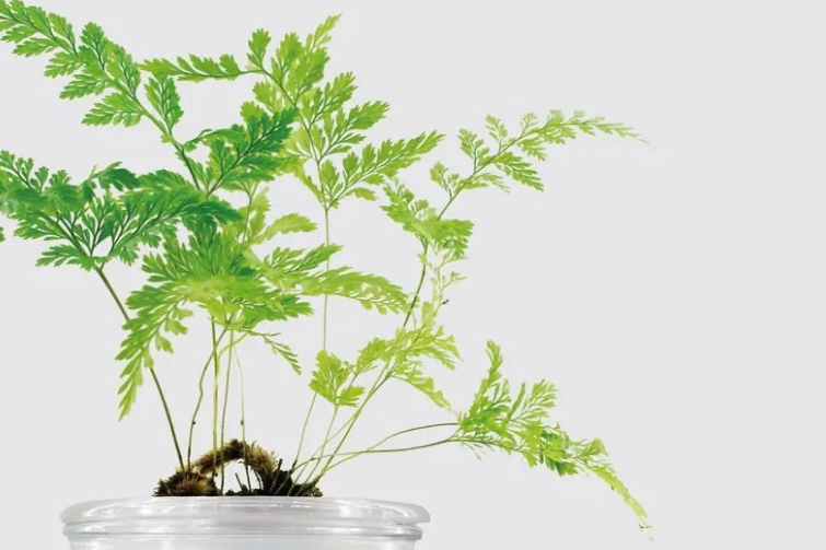 兔腳蕨栽培技巧 兔腳蕨栽培技巧