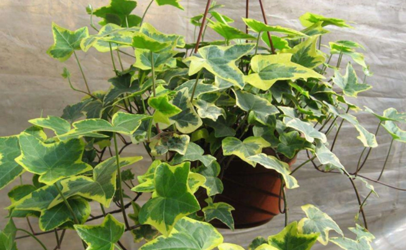 常春藤葉子變黃 常春藤葉子變黃
