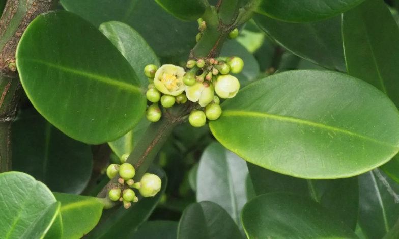 菲島福木種植方法