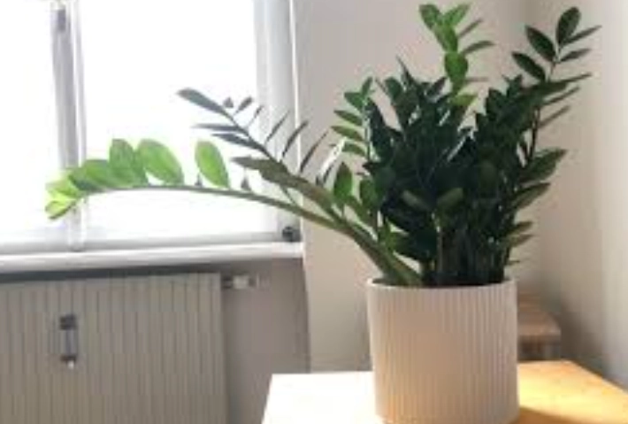 金錢樹照顧方法