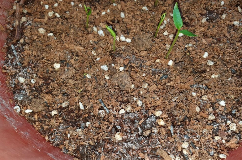 土壤白色顆粒處理