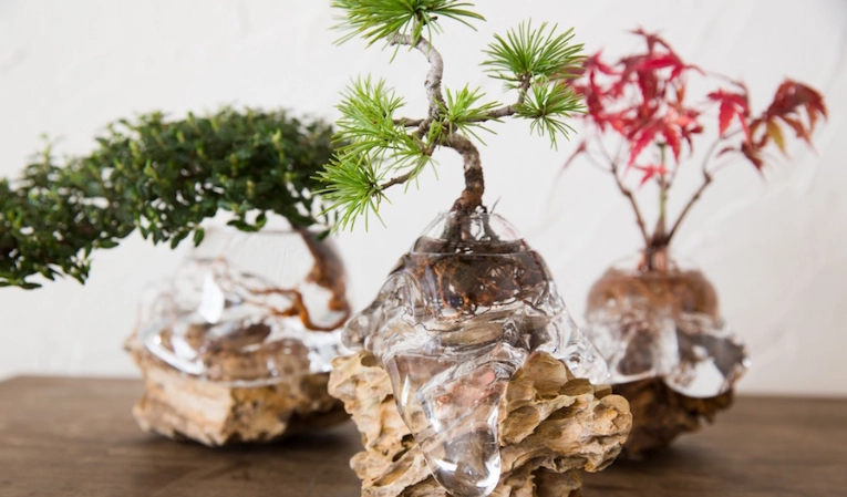 水培樹種植 水培樹種植