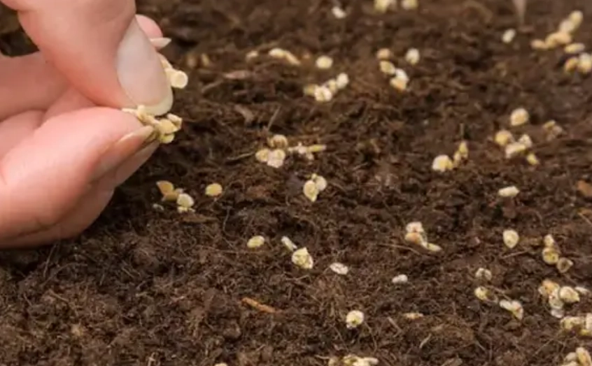 番茄種植方法 番茄種植方法