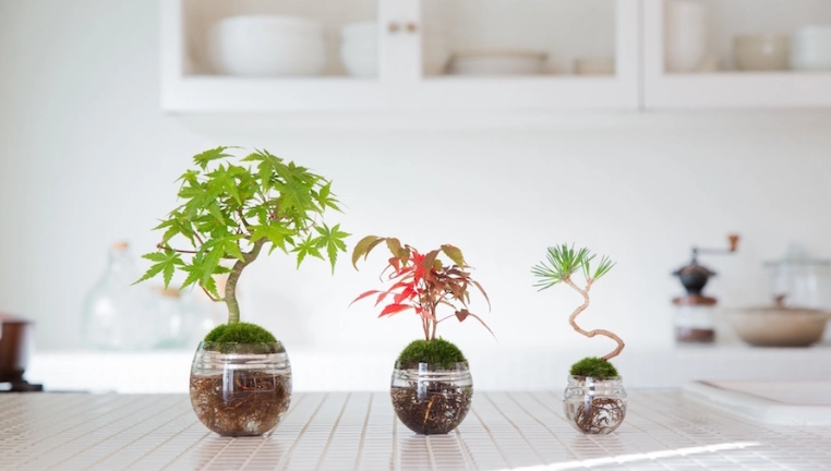 水培樹種植 水培樹種植