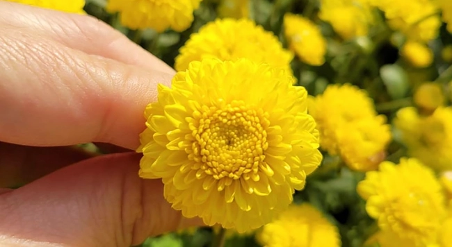 杭黃菊使用方法 杭黃菊使用方法