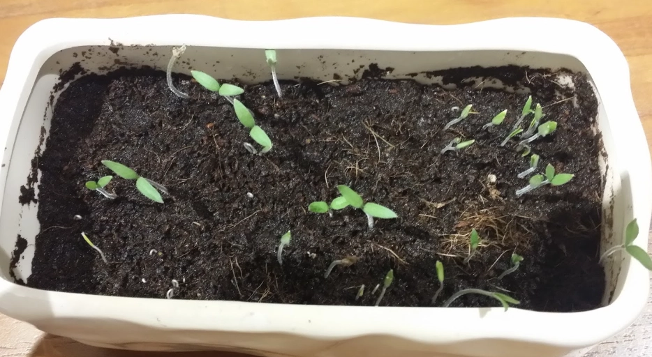 番茄種植方法 番茄種植方法