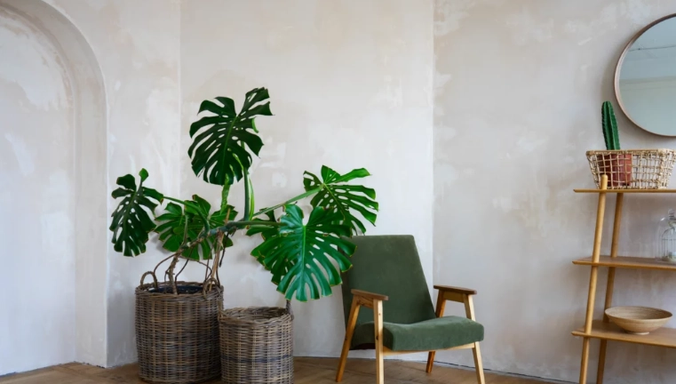 室內綠化技巧 室內綠化技巧