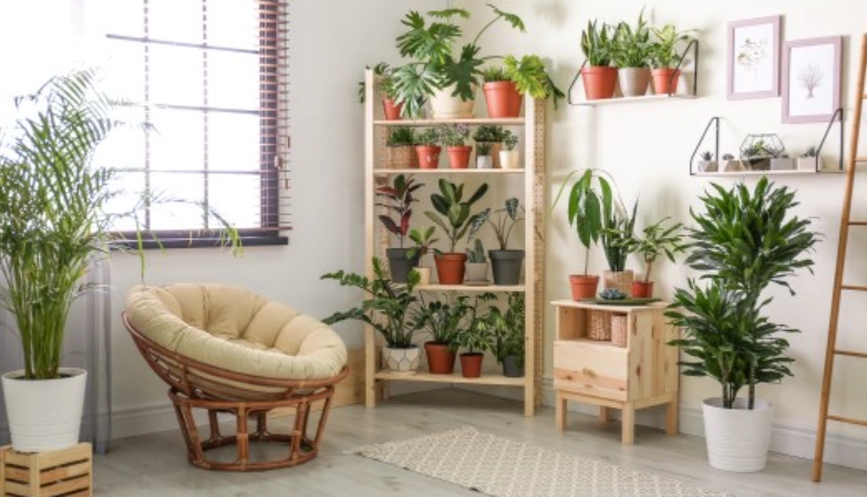 室內綠化技巧 室內綠化技巧