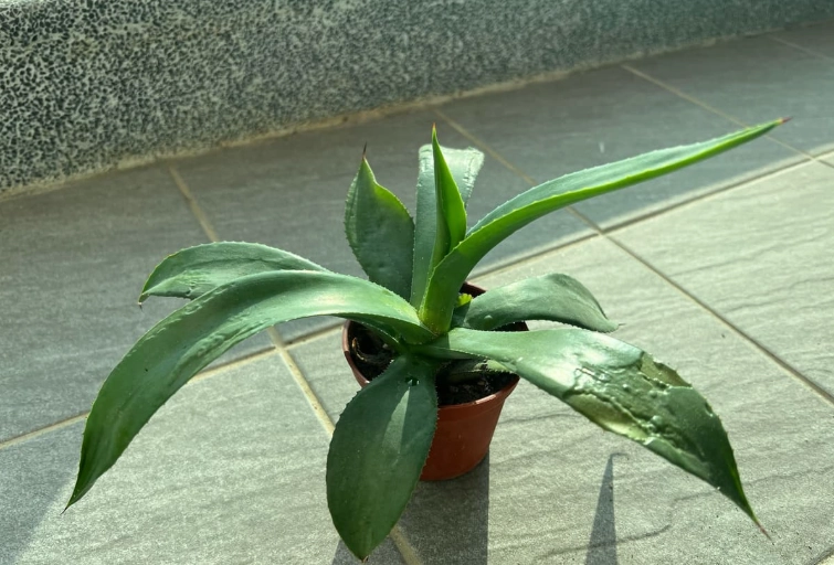 蘭花葉子皺皺 蘭花葉子皺皺