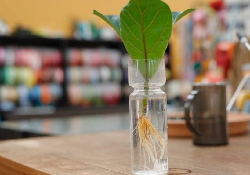 水耕種植技術 水耕種植技術